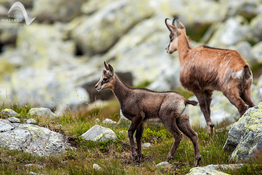 kamzik vrchovský tatranský, rupicapra rupicapra tatrica, chamois, gemse, wildlife, photo, divoká príroda, kamzík alpský, vysoké tatry, foto, high tatras